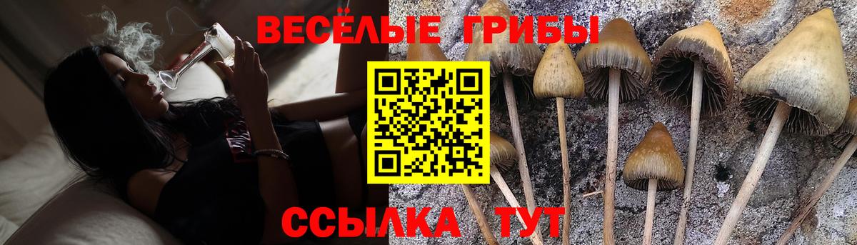 Псилоцибиновые грибы Cubensis  купить   Краснознаменск  Вход с VPN 