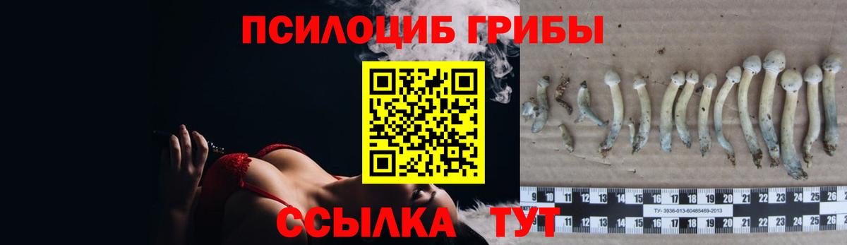 Галлюциногенные грибы Psilocybe Краснознаменск